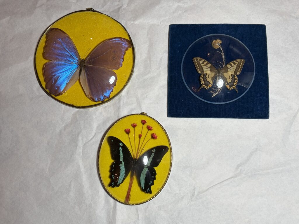 Set van 3 vintage vlinderlijstjes onder bol glas – messing montuur – jaren 1960/70