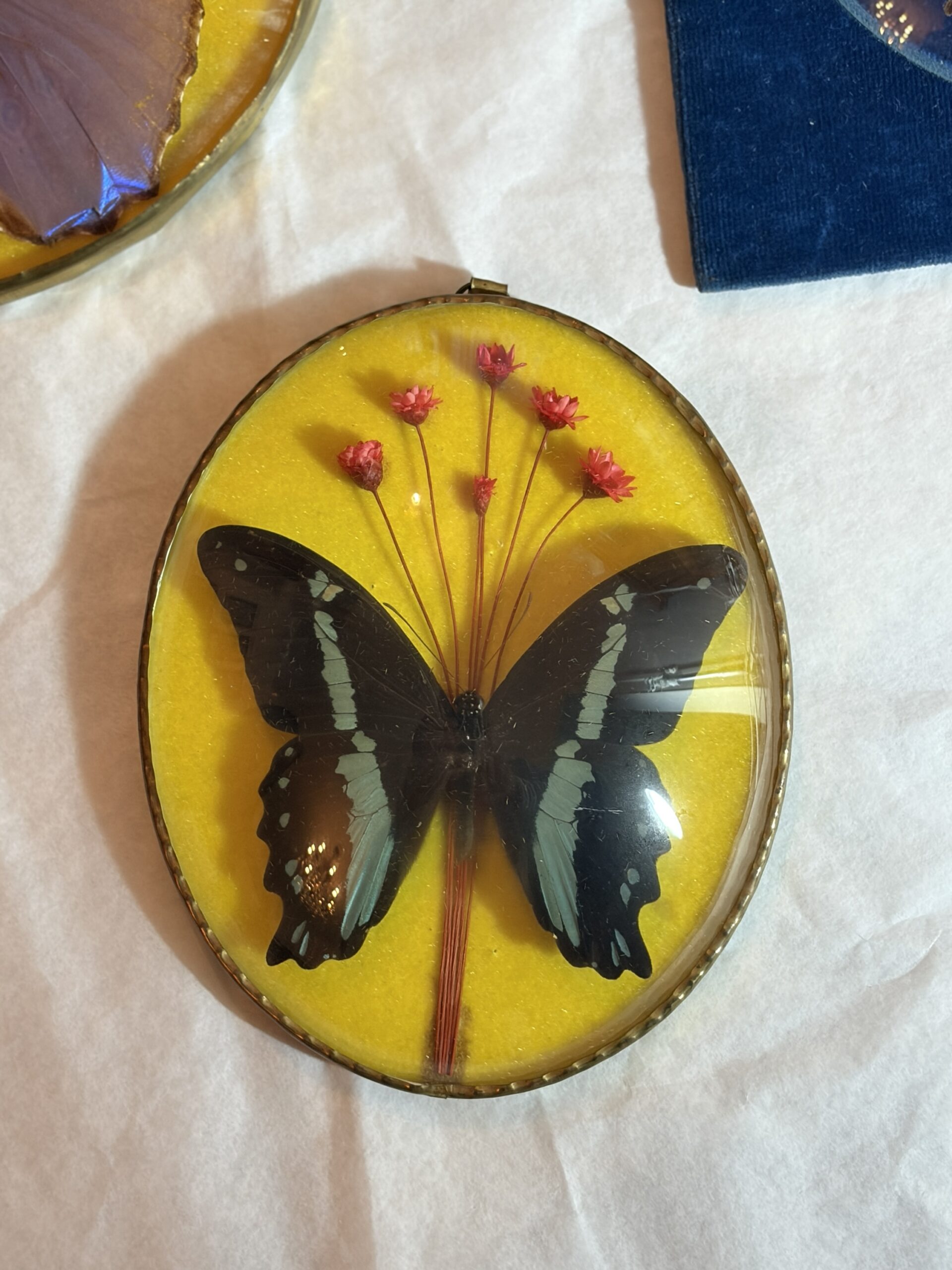 Set van 3 vintage vlinderlijstjes onder bol glas – messing montuur – jaren 1960/70 - Afbeelding 9