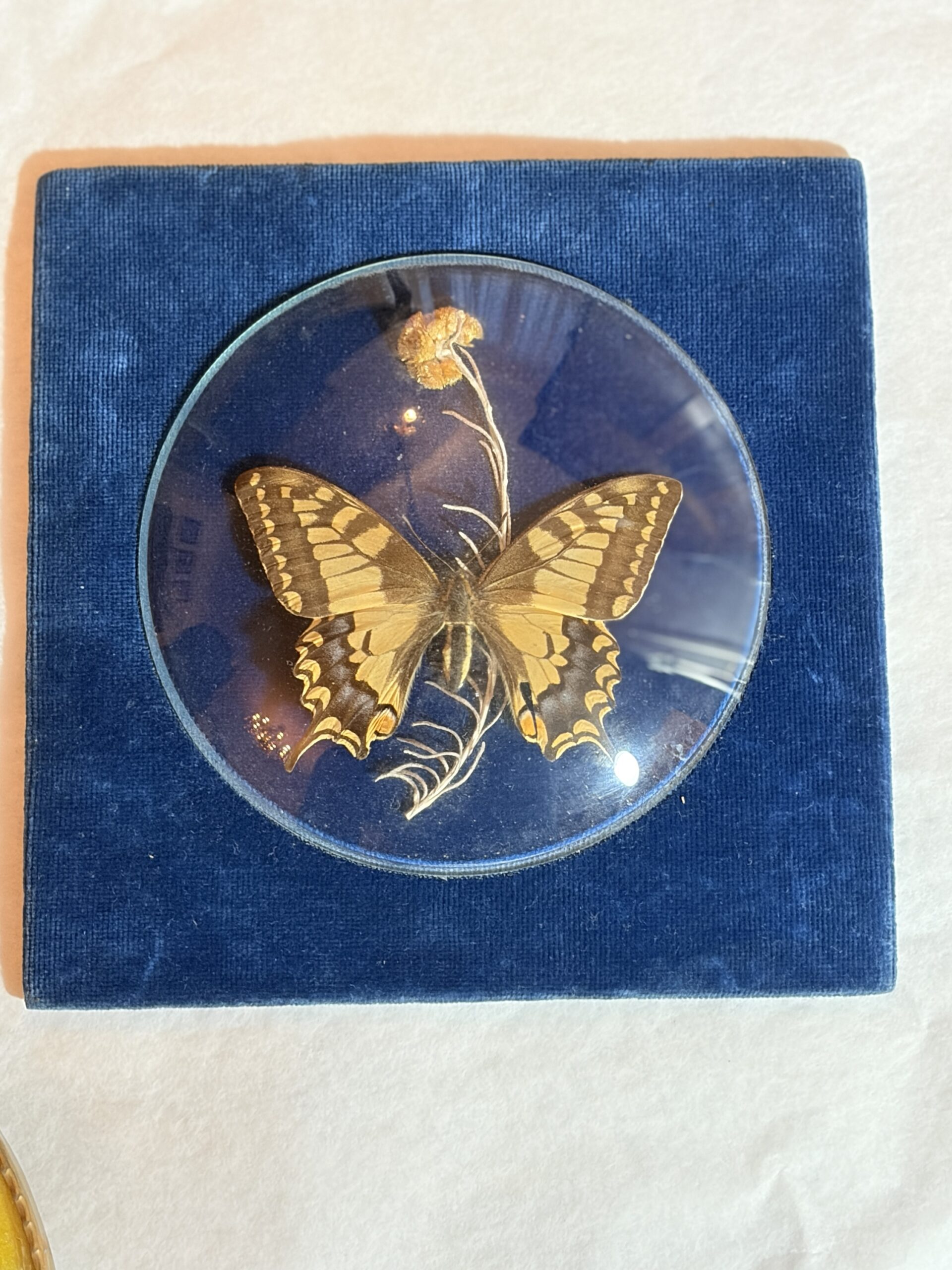 Set van 3 vintage vlinderlijstjes onder bol glas – messing montuur – jaren 1960/70 - Afbeelding 3