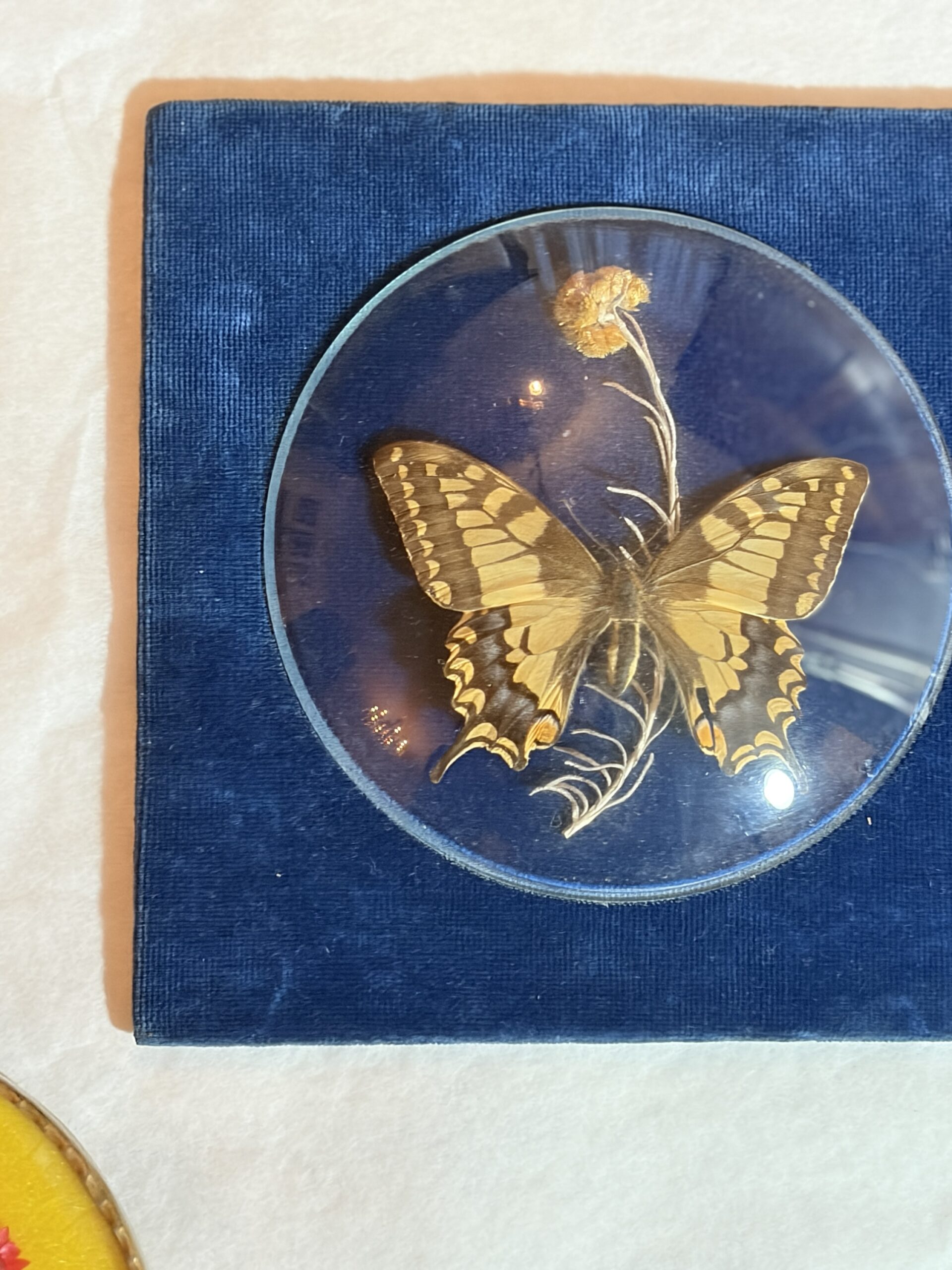 Set van 3 vintage vlinderlijstjes onder bol glas – messing montuur – jaren 1960/70 - Afbeelding 2